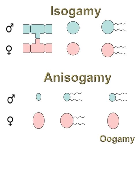 Differentiate between Isogamous and Anisogamous condition. - Brainly.in