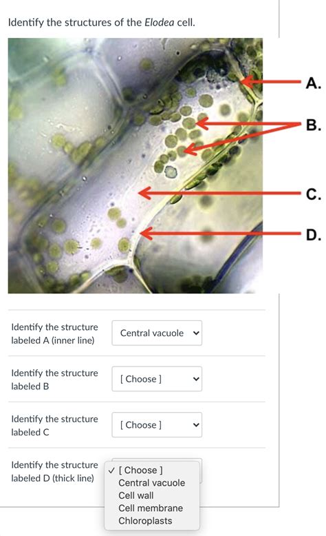 Elodea Cell Diagram