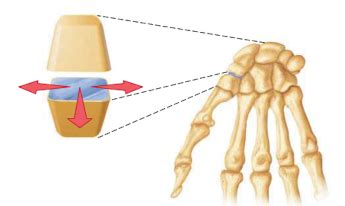 Exam Joints Flashcards Quizlet