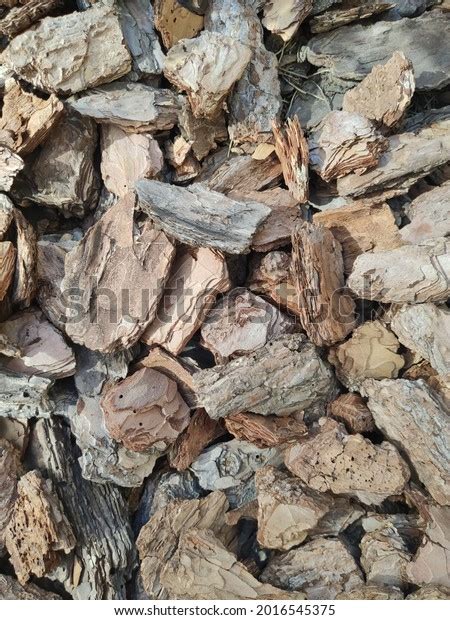 Bark Background Texture Oak Tree Stock Photo 2016545375 | Shutterstock