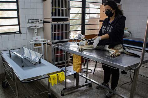 Zoonoses de Taboão da Serra realiza mutirão gratuito de castração