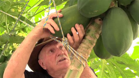 Harvesting Papaya Youtube