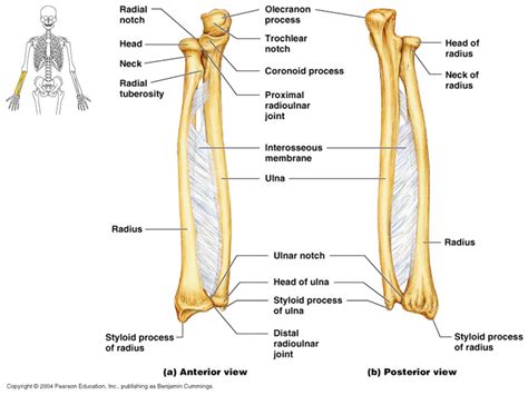 Radius And Ulna Diagram Quizlet