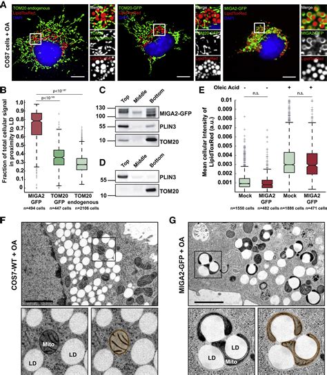 Miga2 Links Mitochondria The Er And Lipid Droplets And Promotes De