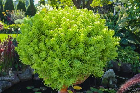 Lemon Coral Sedum Succulents Sedum Plants