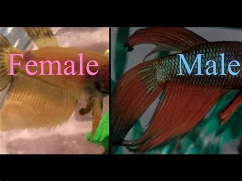 Demystifying Betta Genders How Can I Tell If My Betta Is Male Or Female