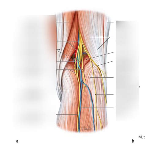 Fossa Poplitea Diagram Quizlet