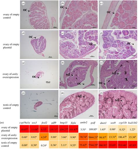 A Duplicated Amh Is The Master Sex Determining Gene For Sebastes