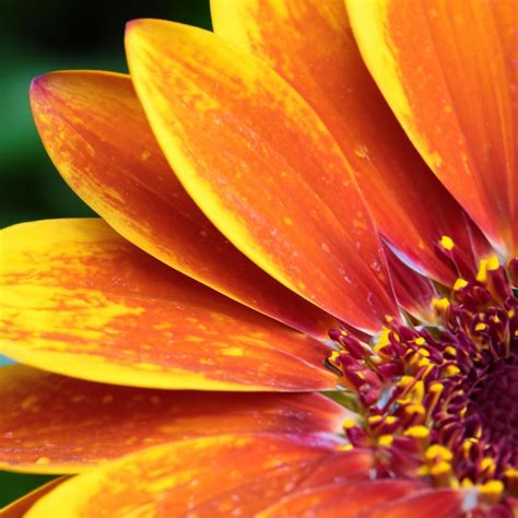 Premium Ai Image Closeup Orange Petals Gerbera Daisy Transvaal Spring