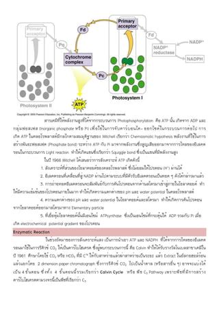 Photosynthesis Pdf