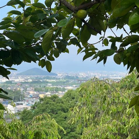 あなたと奈良いい古都⛩️梅雨の晴れ間 2023｜🍀greensnap（グリーンスナップ）