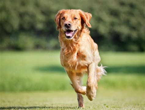 狗金毛猎犬 库存照片 图片 包括有 宫殿 雪撬 袖子 布里曼 护羊狗 神奇 字符 宠物 伴随 77166708