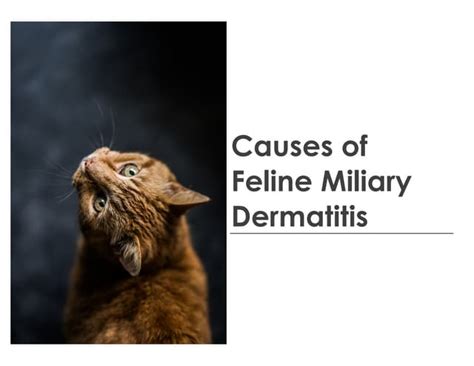 Causes of Feline Miliary Dermatitis | PPT