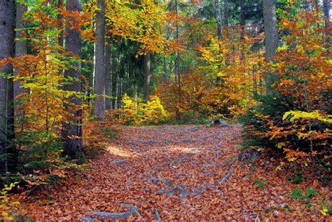 The Forest in France: What You Should Know! - French Moments