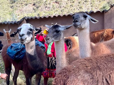 Llama Pack Day Tours Urubamba All You Need To Know Before You Go