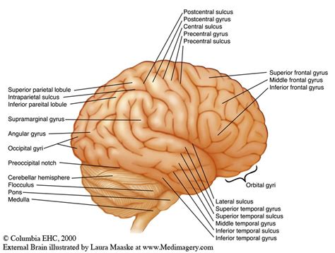 Drawing Of The Brain With Labels At Explore