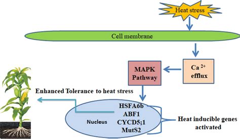 Heat Stresses Response During Reproductive Stage Via The Mapk Pathway