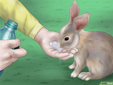 How To Raise A Healthy Bunny With Pictures Hasenpflege Süße Tiere