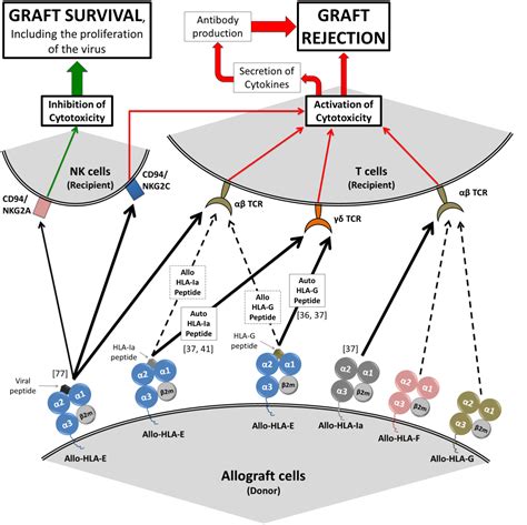 Immunobiology Of Hla Class Ib Molecules In Transplantation