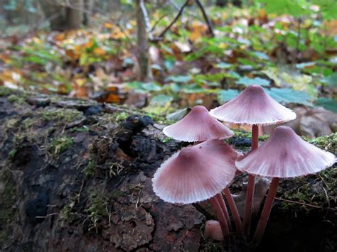 Mushroom Bleeding Fairy Helmet Stock Photo - Download Image Now ...