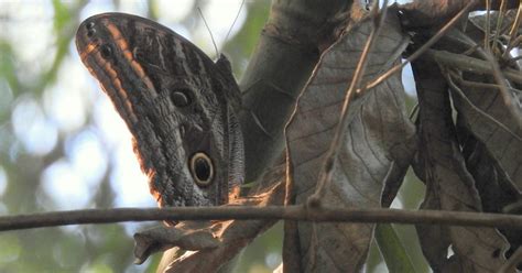 BORBOLETA CORUJA GIGANTE 140648 Biofaces Bring Nature Closer