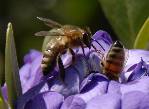 Molecular Evolution Of Genetic Sex Determination Switch In Honeybees