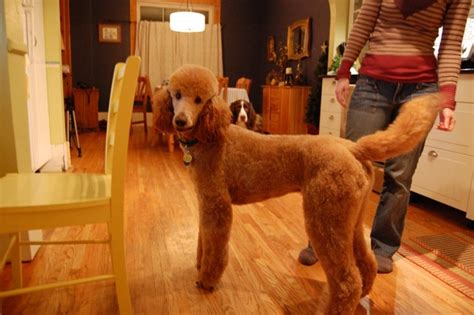 Docked Tail Poodle Forum