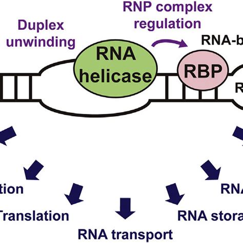 Key Cellular Functions Regulated By Rna Helicases Rna Helicases Unwind