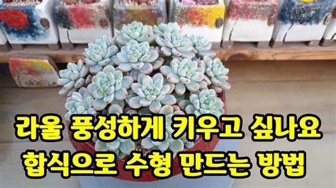 다육이 라울 합식으로 풍성하게 키우기 多肉植物 succulent plant다육식물 YouTube