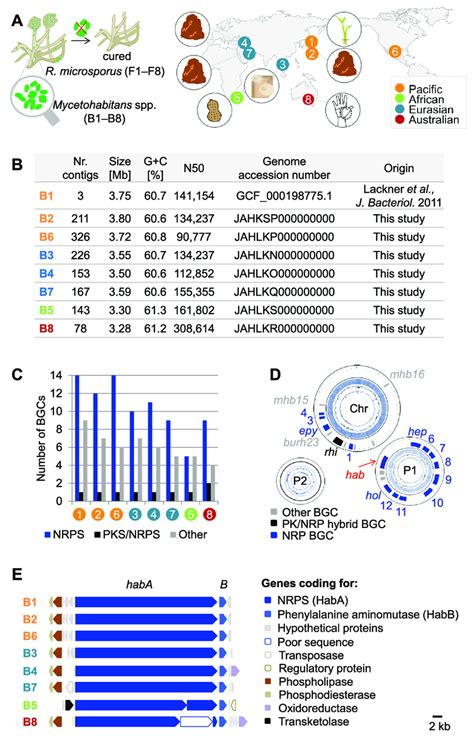 Survey Of The Origin Of The Rhizopus Hosts And Orphan Biosynthetic