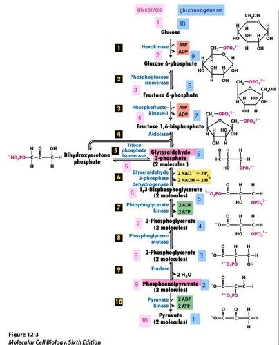 Biochem Exam 4 Ch 35 Glycolysis Flashcards Quizlet