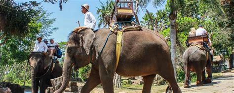 Bali Elephant Ride Tour – Bali Activities Deals | THE BEST Things to do ...