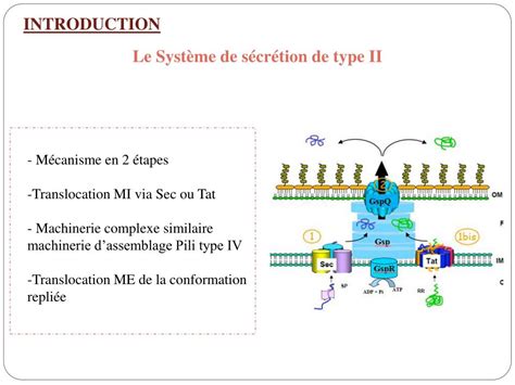 PPT Docking And Assembly Of The Type II Secretion Complex Of