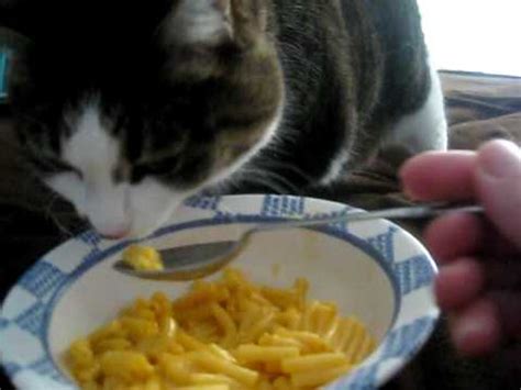 Can Persian Cats Eat Macaroni And Cheese? – CatsInfo