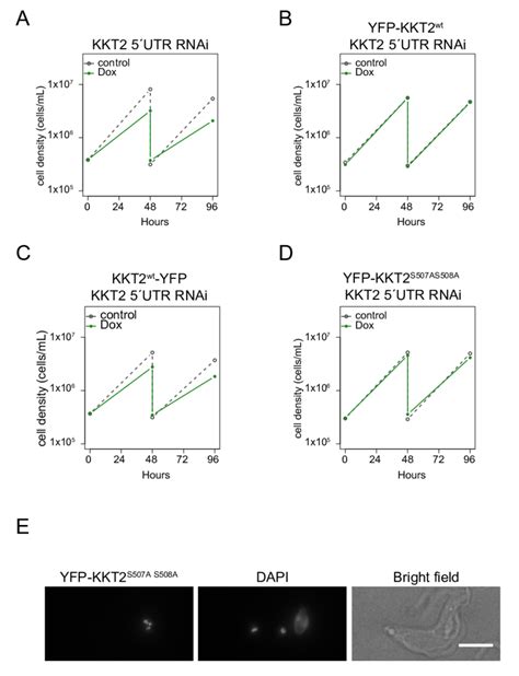 Figure S Yfp Kkt S A S A Is Functional In Procyclic Cells A D