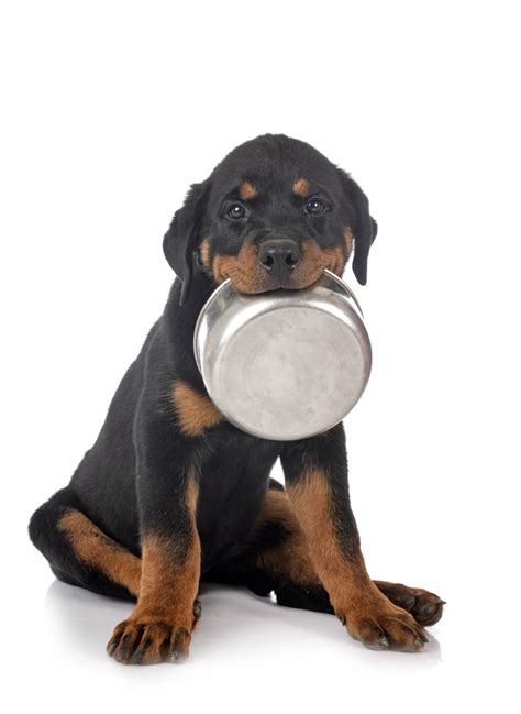Can Dogs Eat Black Beans? - Healthier Steps