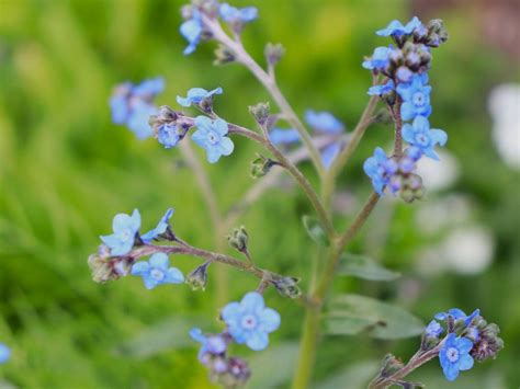 How To Grow Chinese Forget Me Nots