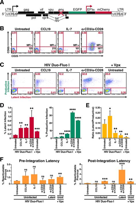 Resting Primary Cd4 T Cells Support Both Productive And Latent Hiv