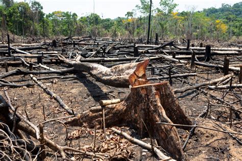 Desmatamento da Amazônia já interfere na mudança do clima do planeta