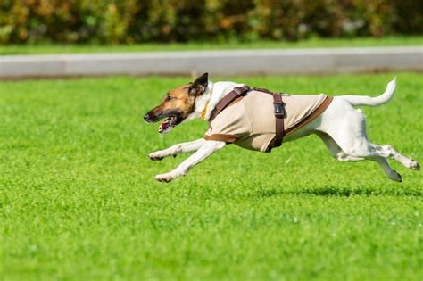 Premium Photo | Running dog on grass