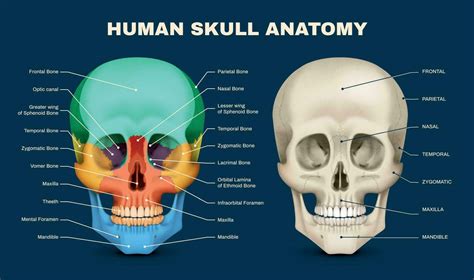 Skull Anatomy Infographic 28571661 Vector Art at Vecteezy