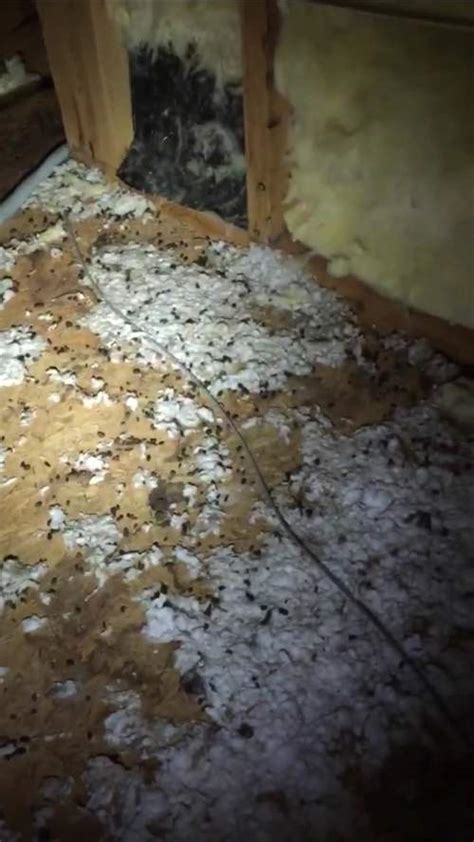 Squirrels Droppings In The Insulation Nashville Animal Pros