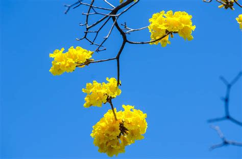 Photos Dry Season Brings A Blast Of Color To Costa Rica S Treetops