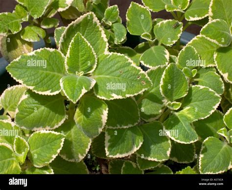 Cuban Oregano Stock Photo - Alamy