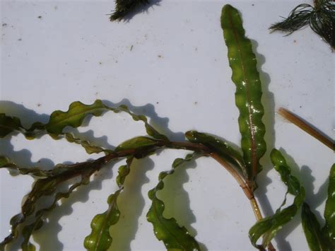 Curly Leaf Pondweed Potamogeton Crispus Forest County Association