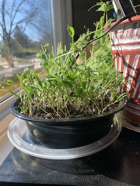 Growing Greens Inside Using Takeout Containers — The Garden Table