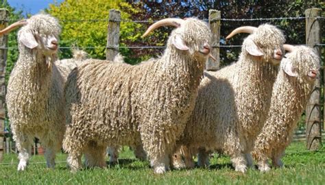 10 Best Goat Breeds for Fiber Production