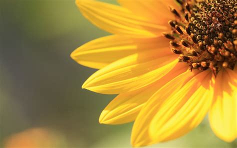 Sunflower Petals Background Bright Light Wallpaper Coolwallpapersme