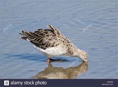 Ruff Philomachus Pugnax Juvenile Male Feeding In Shallow Water