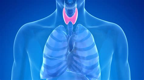 Thyroid Gland: Facts, Function & Diseases | Live Science